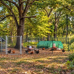 Chicken coops and beehives on the Hue Haven Farms homestead